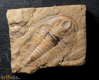 Eoredlichia intermedia  (Lu 1940)