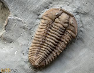 Flexicalymene retrorsa (Foerste, 1910)