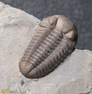 Acernaspis orestes (Billings, 1860)