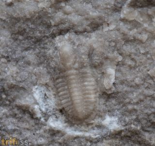 Cummingella carringtonensis (Etheridge in Woodward 1884)