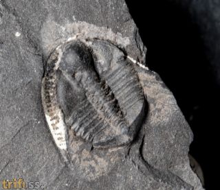 Stapeleyella inconstans Whittard, 1955