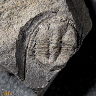 Bergamia prima (Elles, 1940)