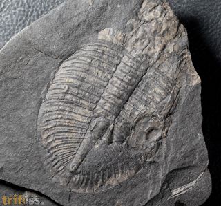 Ogygiocarella angustissima (Salter 1866)