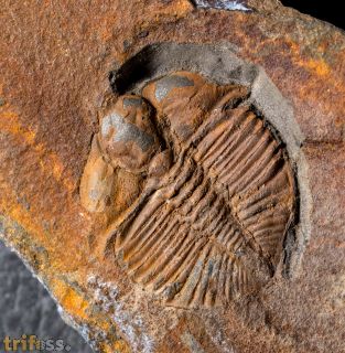 Cnemidopyge nuda (MURCHISON, 1839)