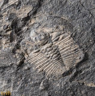 Dionide turnbulli Whittington, 1952