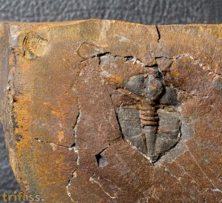 Ampyx linleyensis WHITTARD, 1955 & Corrugatagnostus cornutus (Robison, 1964)