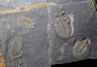 Ogygiocarella debuchii BRONGNIART, 1822