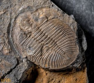 Ogygiocarella debuchii BRONGNIART, 1822