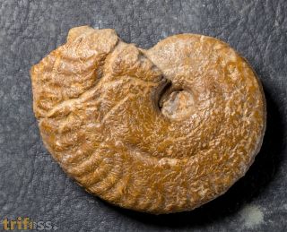 Ochetoceras canaliculatum (Von Buch, 1831)