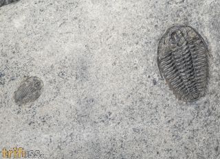 Wujiajiania lyndasmithae Chatterton & Gibb, 2016