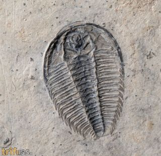 Wujiajiania lyndasmithae Chatterton & Gibb, 2016