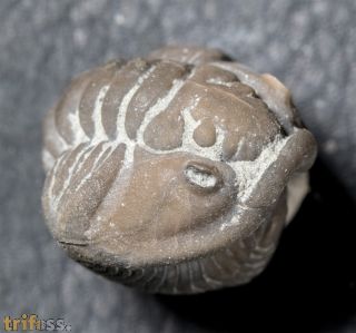 Flexicalymene meeki (FOERSTE, 1910)