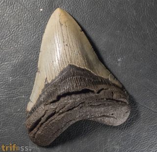Otodus megalodon (Agassiz, 1835)