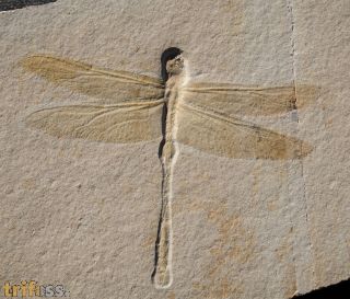 Cymatophlebia longialata GERMAR 1839