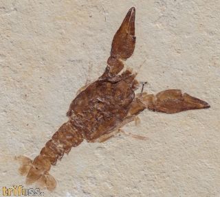 Eryma modestiforme SCHLOTHEIM  1822