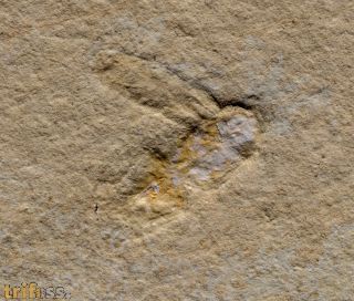 Lithoblatta lithophila GERMAR, 1839