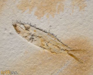 Ascalabos voithi (M�NSTER, 1834)