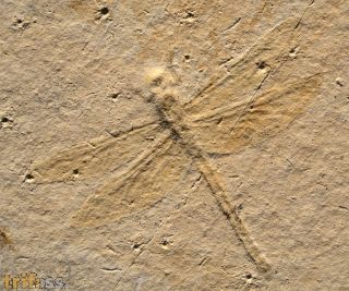 Mesuropetala muensteri GERMAR 1839