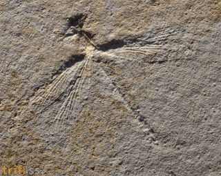 Stenophlebia latreilli (GERMAR, 1839)