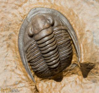 Diademaproetus holzapfeli (Nov�k, 1890)