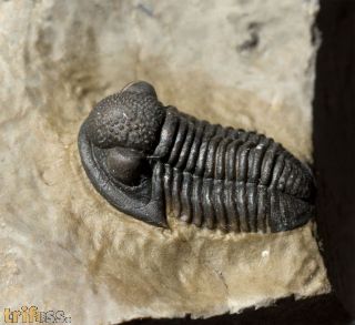 Gerastos tuberculatus marocensis CHATTERTON et. al. 2006