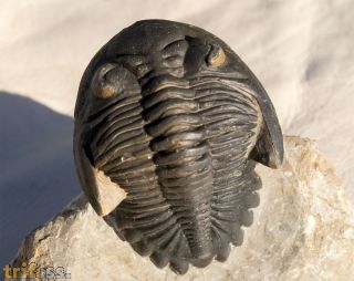 Hollardops mesocristata (LE MAITRE 1952)