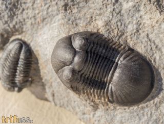 Paralejurus rehamnanus Alberti, 1970 & Gerastos tuberculatus (Barrande, 1846)