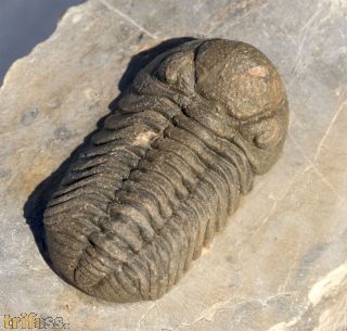 Morocops cf torkozensis (Schraut, 2000)