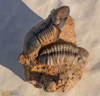 Paralejurus elayounensis Schraut, 2000 & Reedops intermedius chlupaci  Schraut, 2000 &Reedops cephalotes hamlagdadianus Alberti 1983