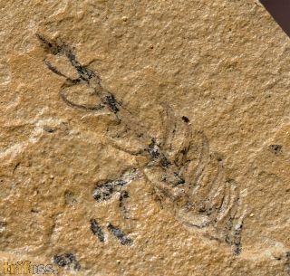 Ernestiodendron filiciforme (SCHLOTHEIM, 1827)