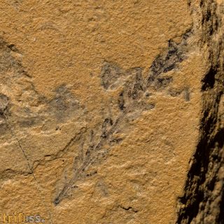 Culmitzschia sp.