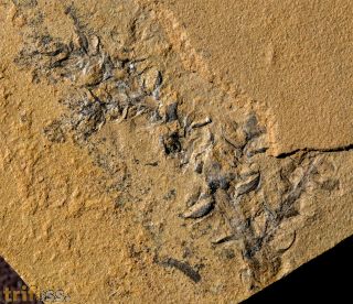 Ernestiodendron filiciforme (Schlotheim, 1927)