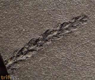 Otovicia hypnoides (Brongniart, 1849)