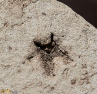 Fossile Nuss, ?Juglandaceae non det.