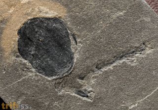 Cardiocarpus sp