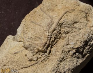 Isocrinus nicoleti (THURMANN in Thurmann & �tallon, 1861)