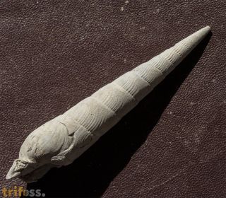 Subula fuscata (BROCCHI, 1814)