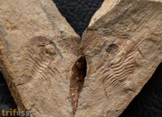Olenellus terminatus (Palmer, 1998)