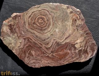 Conophyton amantourartensis Raaben, 1980