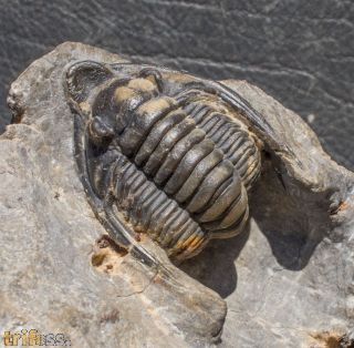 Diademaproetus antatlasius Alberti 1969