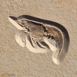 Eystaettia intermedius (OPPEL, 1839)