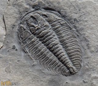 Wujiajiania lyndasmithae Chatterton & Gibb, 2016