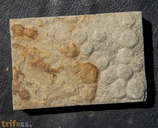 Nemiana simplex Paliy, 1976