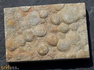Nemiana simplex Paliy, 1976