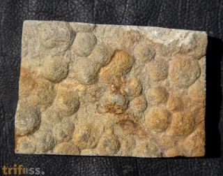 Nemiana simplex Paliy, 1976