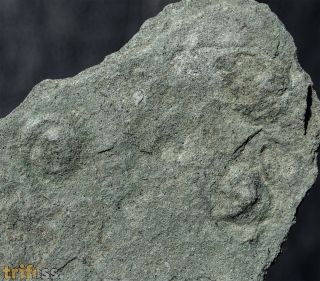 Tirasiana coniformis Palij, 1976