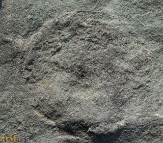 Cyclomedusa dniestriensis Grytsenko, 2020