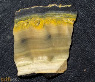 Microbialite - Bumble Bee