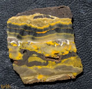 Microbialite - Bumble Bee