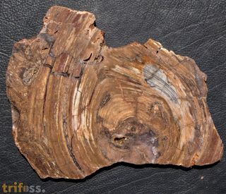 Conophyton basalticum M.R.Walter, 1972